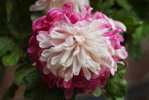 CHRYSANTHEMUM-24 (8)